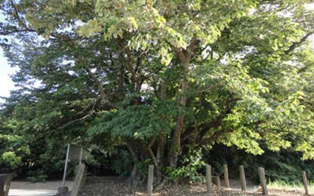 円立寺の菩提樹