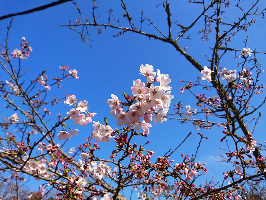 3月31日(木)の開花状況