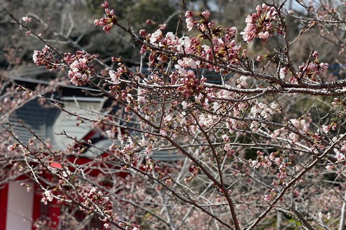 茂原公園の弁天湖周りの桜が咲きました！