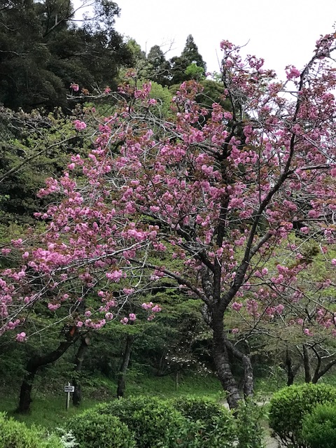 4月06日(木)の開花状況