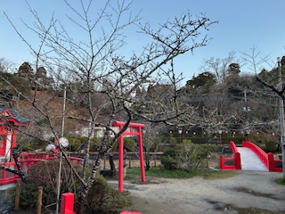 さくら開花状況