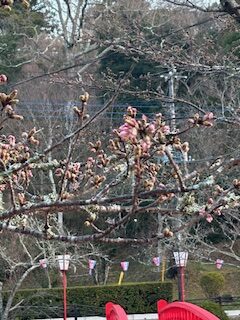 さくら開花状況