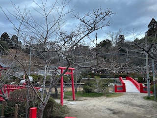 さくら開花状況