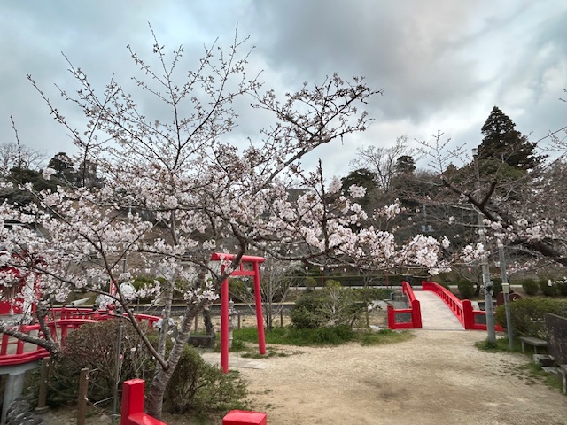 さくら開花状況