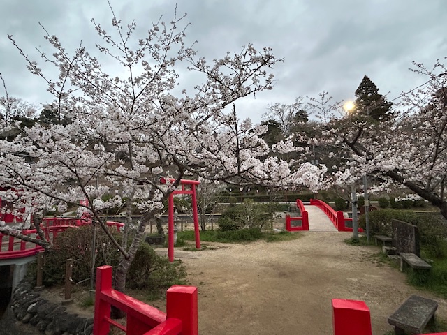 さくら開花状況