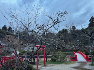 さくら開花状況