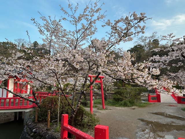 さくら開花状況