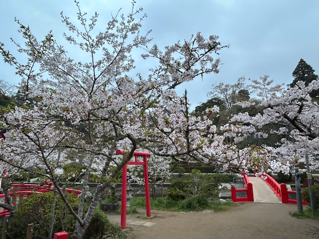 さくら開花状況