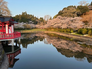 さくら開花状況