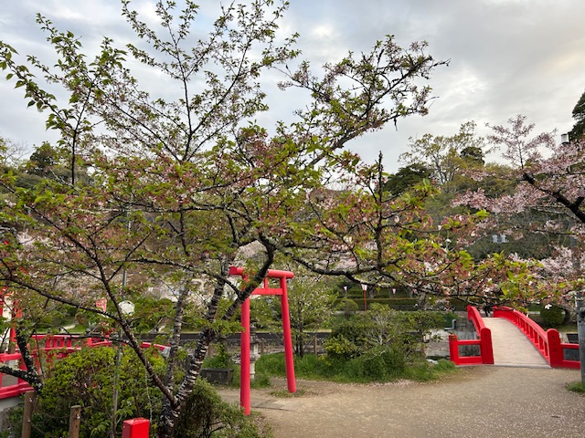 さくら開花状況