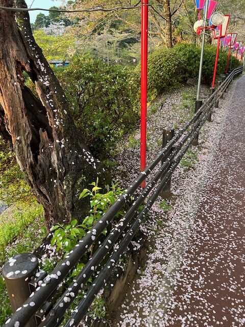 さくら開花状況