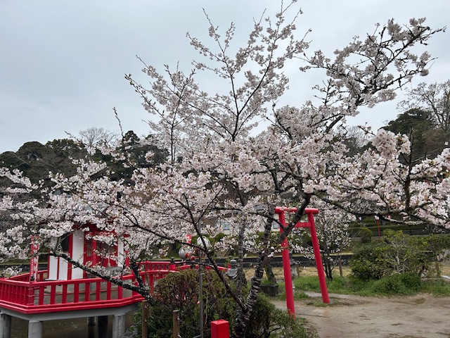 さくら開花状況