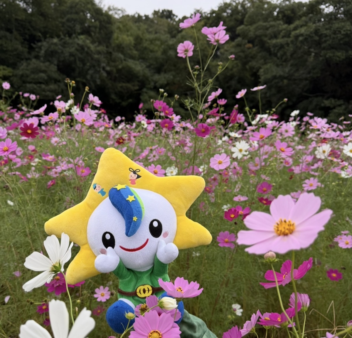 コスモスが見頃です❁