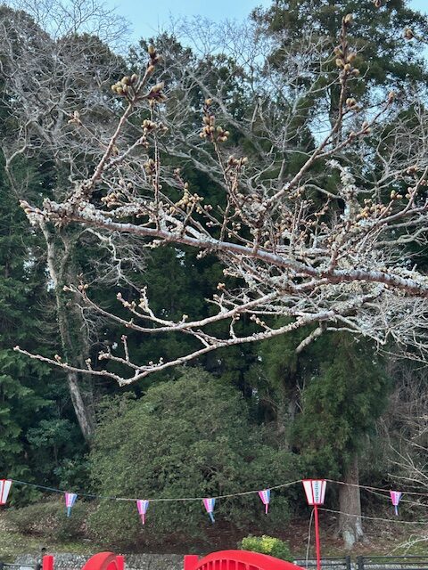 さくら開花状況