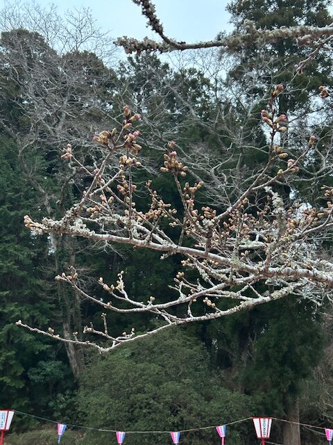 さくら開花状況
