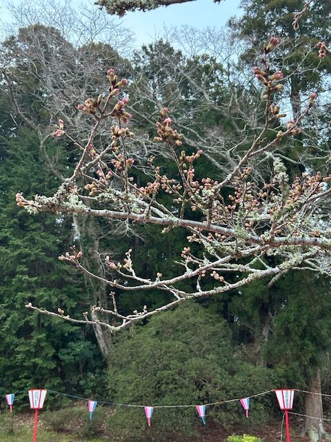 さくら開花状況