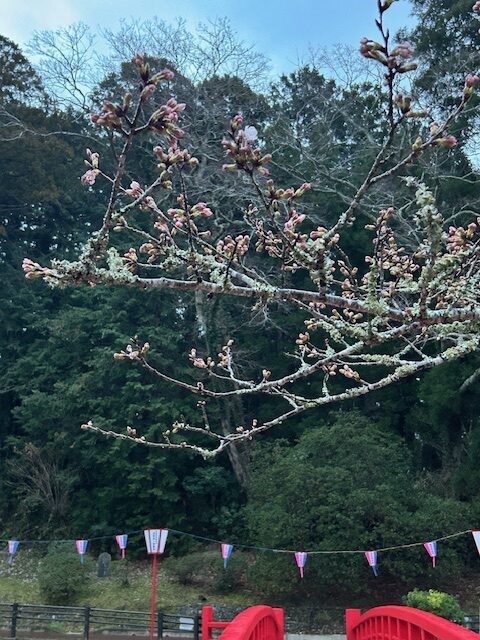 さくら開花状況