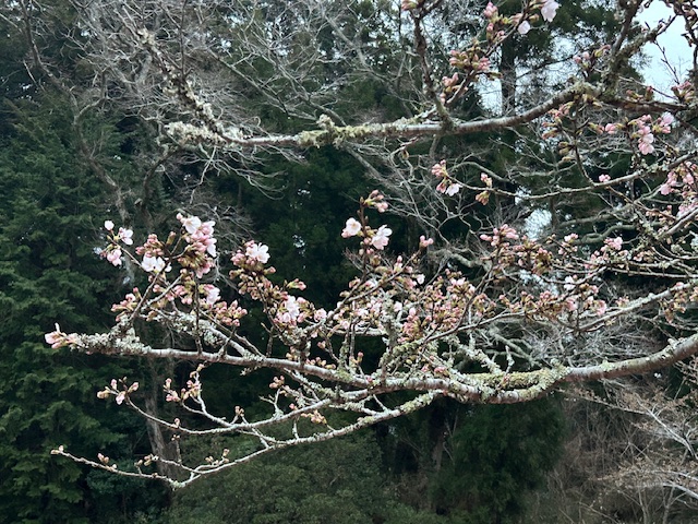さくら開花状況