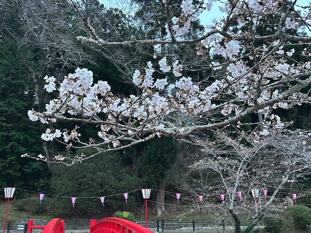 さくら開花状況