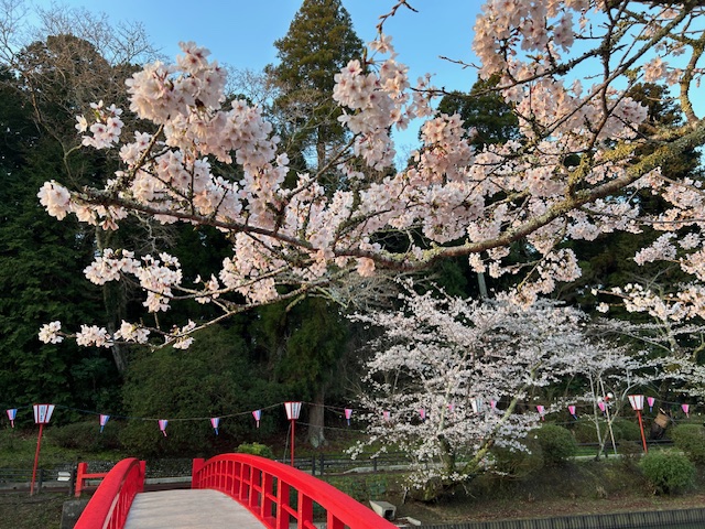 さくら開花状況