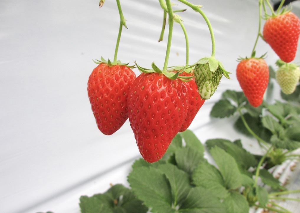 本納のいちご園