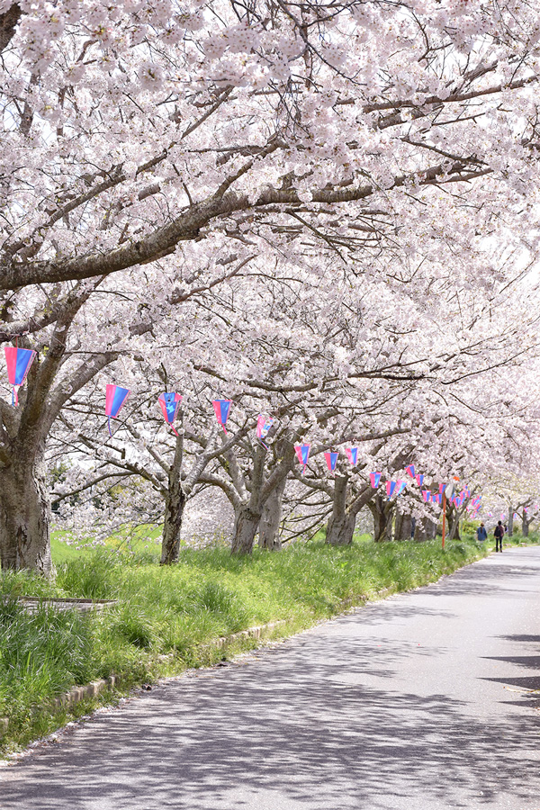 桜並木