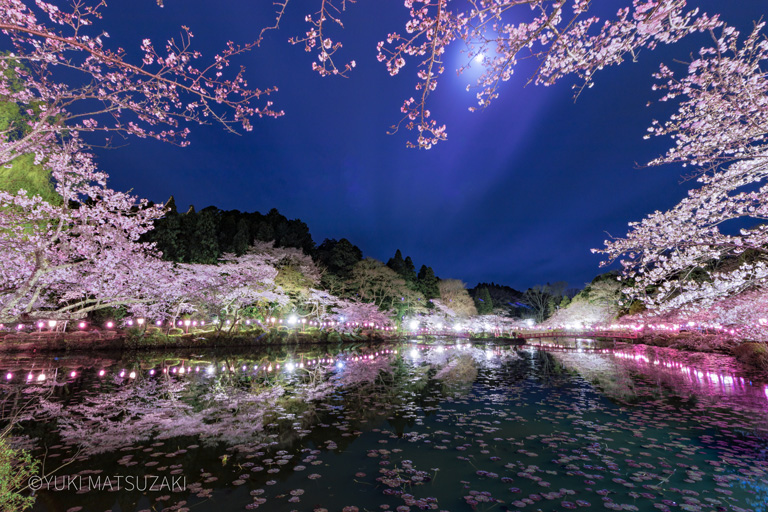 茂原公園ライトアップ