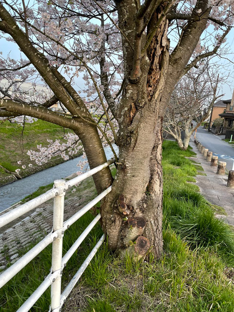 桜の木を貫通するガードレール